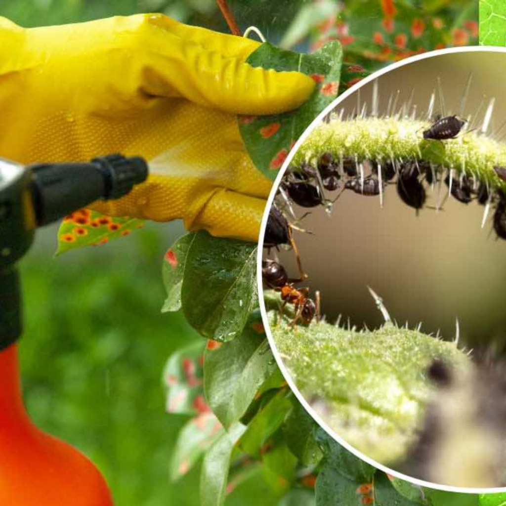 Fertilizzante Spray