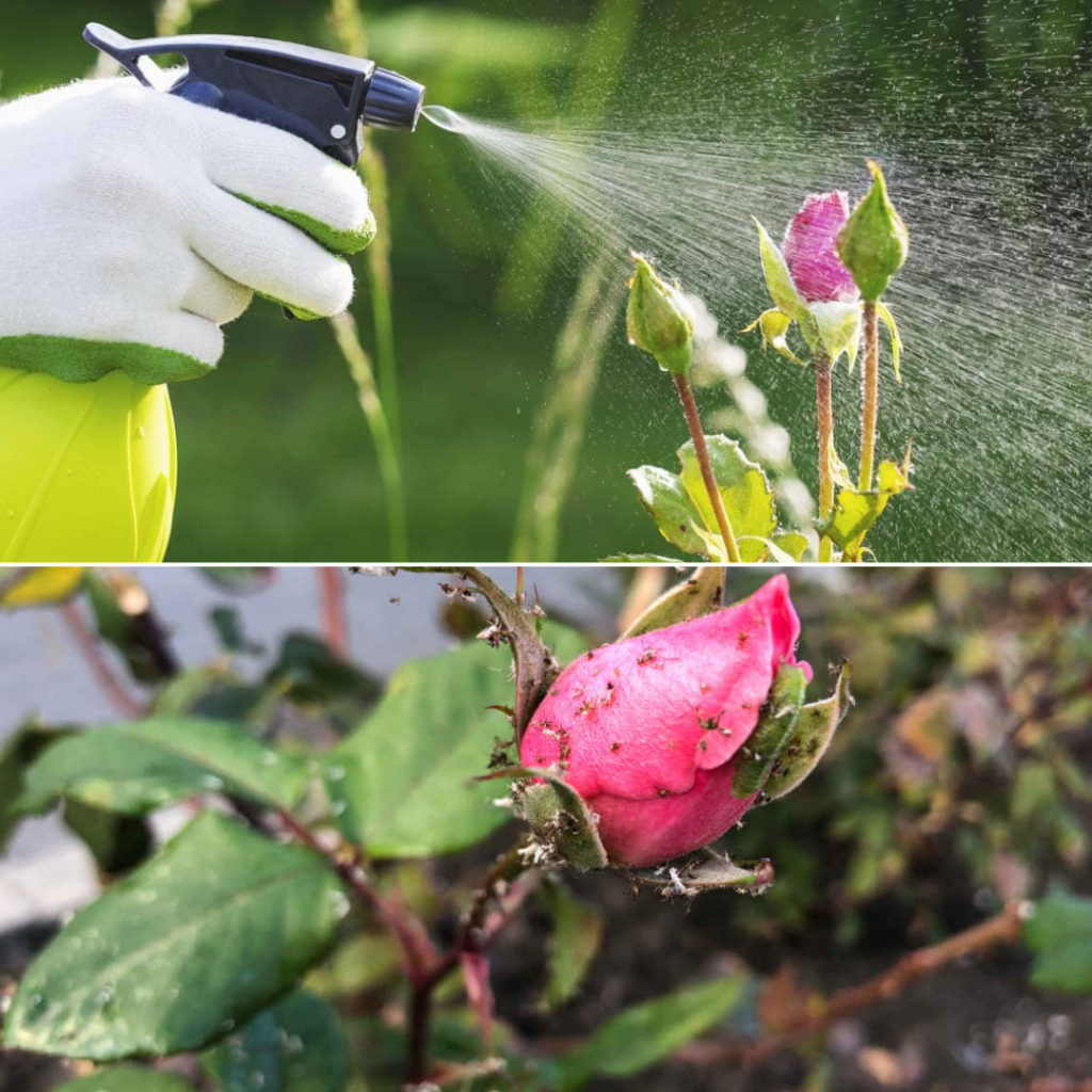 Fertilizzante Spray (3)